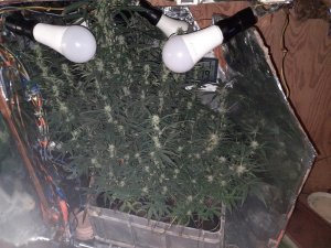 rośliny konopi indyjskich ukryte w szafce specjalnie oświetlone żarówkami